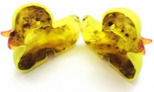 Đằng sau vịt cao su thả bồn tắm của trẻ là hàng triệu vi khuẩn