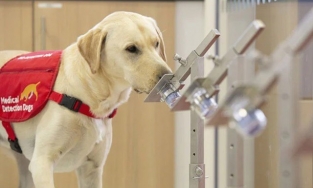 Chó được huấn luyện để có thể đánh hơi được 'mùi' Covid-19