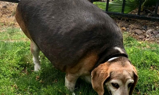 Không có động lực giảm cân? Hãy đọc tấm gương về chú chó giảm 23 kg này