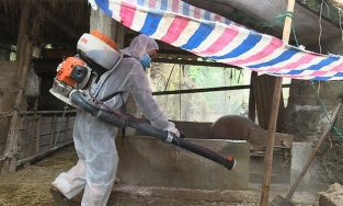 Quảng Bình: Lại xuất hiện dịch tả lợn Châu Phi