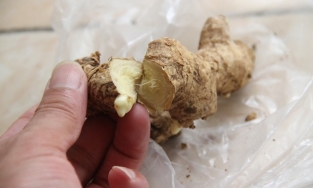 Cô gái phát hiện bị ung thư gan giai đoạn cuối vì uống trà gừng sai cách