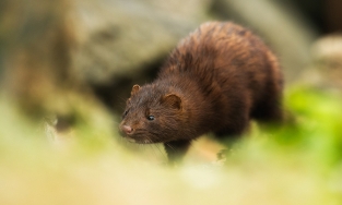 Động vật hoang dã đầu tiên bị xác nhận nhiễm Covid-19