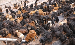 Chó ngao Tây Tạng: Từ những chú chó triệu đô trở thành loài chó bị bỏ rơi