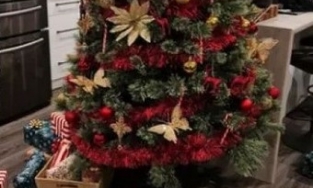 Úc: Rắn hổ ma độc nấp dưới cây thông Giáng sinh