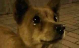 Chú chó hoang rơi nước mắt, vái lia lịa vì được người lạ cho ăn