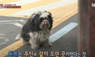 Chú chó lởn vởn 7 quán ăn mỗi ngày vì nhớ người chủ quá cố