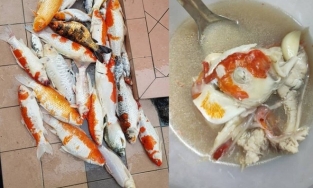 Cô gái nấu 20 con cá Koi thành súp rồi khoe lên mạng