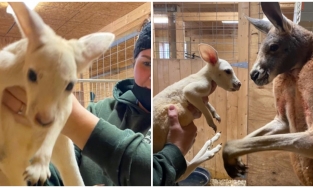 Chuột túi bị nghi không chung tình khi đẻ con trắng phau dù bố màu nâu đỏ