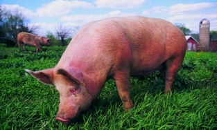 Xuất hiện biến thể mới virus gây dịch tả lợn châu Phi tại Trung Quốc