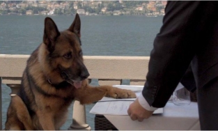 Kinh ngạc trước gia tộc chó giàu có nhất thế giới với tài sản 8,6 ngàn tỷ