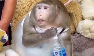 Chú khỉ 3 tuổi béo phì vì có thói quen nhiều người mắc phải