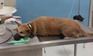 Chú chó bị trọng thương khi dũng cảm cứu gia chủ thoát khỏi rắn lục độc