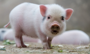 Cái khó ló cái khôn, chú lợn thông minh 'tẩu thoát' thành công khi bị đưa đến lò mổ