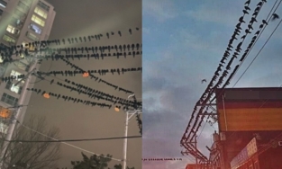 Việc nhẹ lương cao xứ Hàn: Ra đường chụp ảnh quạ là được chính phủ trả tiền