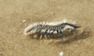 Cảnh báo 'mùa sâu biển' sắp xuất hiện ở vùng biển Vũng Tàu 