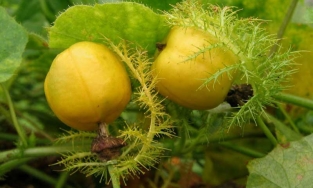 Củ cây lạc tiên - Vị thuốc Nam quý giúp bà cụ sống sót sau 7 ngày rơi xuống vực là gì?