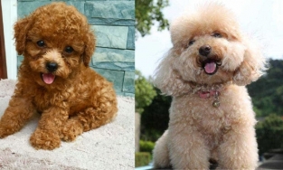 Chó Poodle - Nguồn gốc Poodle, cẩm nang, bảng giá và địa chỉ mua chó