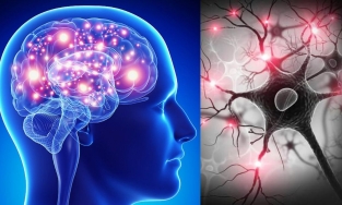 Xuất hiện bệnh não mới ở 40% người cao tuổi 