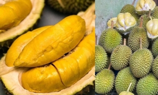 Ra mắt giống sầu riêng không mùi dành cho người không thích mùi sầu riêng