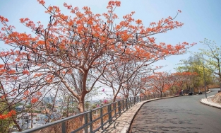 Lạc bước tại con đường hoa phượng đẹp nhất Vũng Tàu