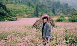 'Bỏ túi' tọa độ 3 đồi hoa tam giác mạch đầy thơ mộng giữa phố núi