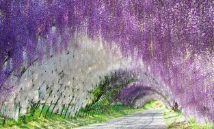 Nhật Bản vào mùa hoa tử đằng, loài hoa lãng mạn và đẹp đẽ nhất thế giới