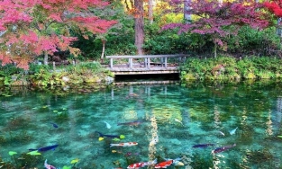 Monet's Pond: Từ ao nước bỏ hoang thành điểm đến đẹp như tranh vẽ của Nhật