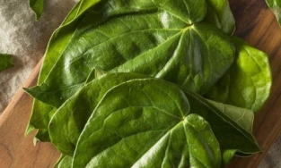 Lá lốt và lá trầu không khác nhau thế nào? Cách phân biệt 2 loại lá ra sao?