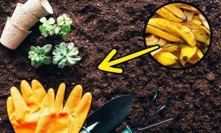 4 công dụng của vỏ chuối để làm việc làm sạch nhà và làm sạch đồ gia dụng