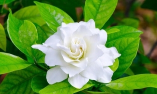 Những loại hoa có mùi hương dịu nhẹ, giúp nhà cửa luôn thơm ngát mà chẳng cần nước xịt phòng