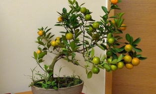 Top 10 cửa hàng bán quất cảnh mini ở Hà Nội đẹp mà hợp túi tiền để  trưng Tết