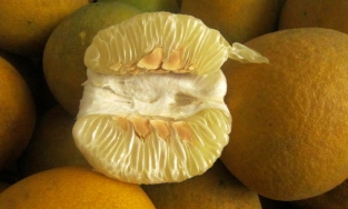 Bảo quản bưởi Diễn thế này thì để nửa năm vẫn luôn tươi ngon, mọng nước