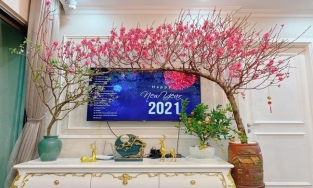 Cành đào dáng huyền có gì đặc biệt mà giá cao vẫn được người người 'săn đón'?