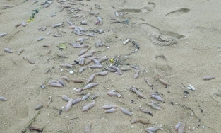 Bờ biển Thừa Thiên Huế xuất hiện sinh vật lạ, nghi là hải sâm