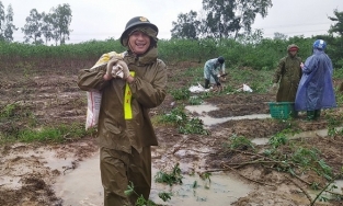 Quảng Trị: Công an dầm mưa nhổ sắn, dọn bùn giúp dân vùng lũ