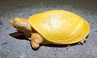 Xuất hiện rùa lạ vàng như trứng rán ở Ấn Độ