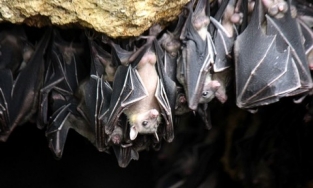 Nhật Bản: Tìm thấy chủng virus Corona mới trong phân dơi tại hang động