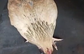 Trung Quốc: Xuất hiện con gà mái kỳ lạ, không ăn thóc chỉ ăn đinh ốc
