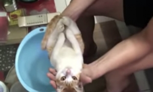 Chuyện về chú mèo đóng vai em bé cho ông tắm: Mồ côi mẹ, bị vứt ra đường