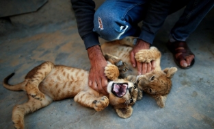 Hai con sư tử dạo chơi trên nóc tòa nhà chung cư