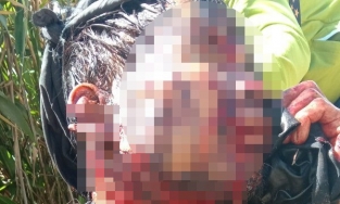 Quảng Nam: Đi thăm vườn sâm người đàn ông bị gấu rừng tấn công nguy kịch