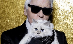 Choáng với cuộc sống thượng lưu của cô mèo triệu phú duy nhất trên thế giới