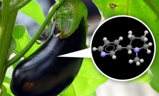 Khám phá bí mật “động trời” mà nhiều loại đồ ăn giấu chúng ta bấy lâu nay