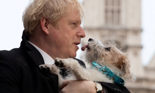 Chú chó cưng của Thủ tướng Anh nghi mắc Covid-19