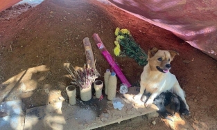 Sạt lở Trà Leng: Rơi nước mắt với hình ảnh đàn chó canh mộ chủ suốt 1 tháng