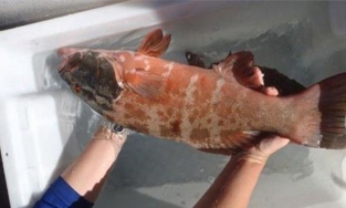 Lần đầu tiên phát hiện loài cá hồi bị ung thư da