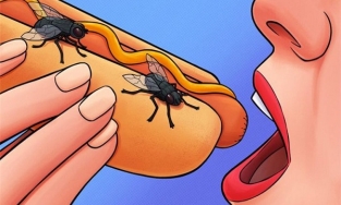 Những điều sẽ xảy ra khi con ruồi đậu trên thức ăn