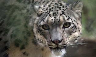 Báo tuyết dương tính với Covid-19