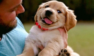 Có thể bị lây nhiễm Covid-19 qua thú cưng hay muỗi đốt?