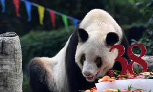 Gấu trúc khổng lồ già nhất thế giới đã qua đời ở tuổi tương đương 110